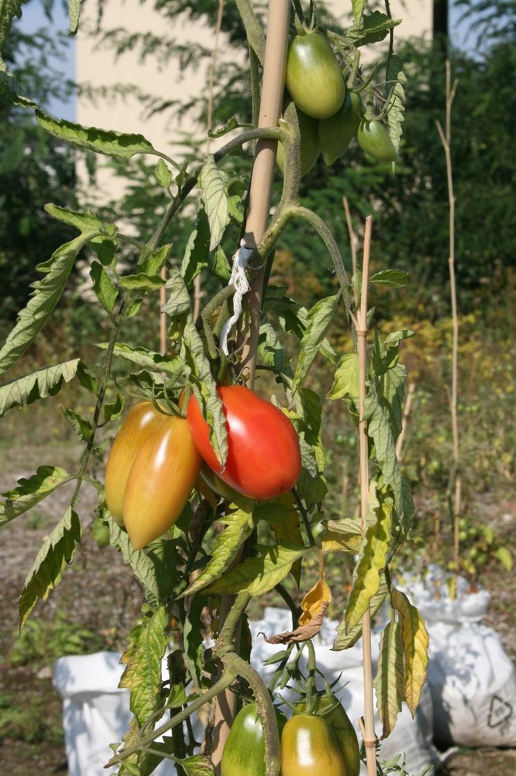 Ein Tomatenstrauch auf der Pflanzstelle