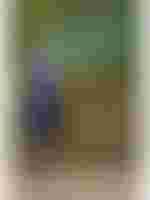 Die Zarenbraut