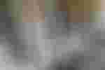 Publikum
