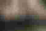 Beute