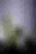 Gyula Orendt (Guglielmo)