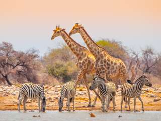 Giraffen und Zebras am Wasserloch im Etosha Nationalpark