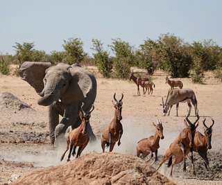 Tierreiche Action im Etosha-Nationalpark