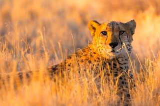Gebard im Etosha Nationalpark